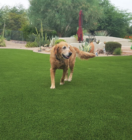 Dog on pet turf