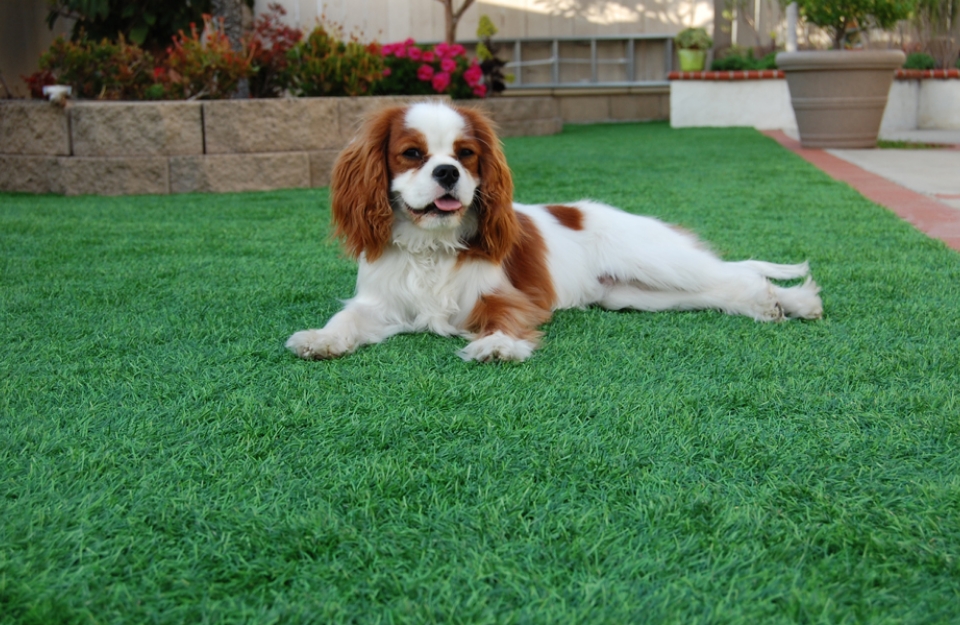 Dog lying on antimicrobial artificial grass